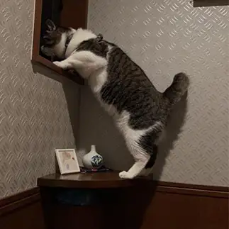 見張りに徹しすぎるネコすぎるネコ　　くぃーんももさん