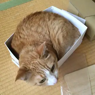 キツすぎるネコ　　たまひめさん