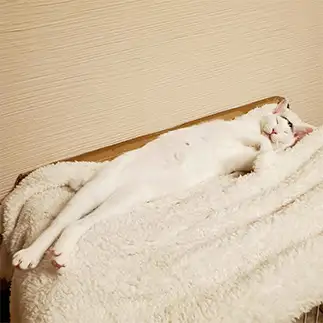 長すぎるネコ　　くぅカイらぶさん