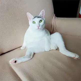 うまいこと隠しすぎるネコ　　くぅカイらぶさん