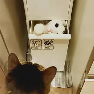 ゴミ箱にはまりすぎるネコ　　くぅカイらぶさん