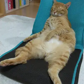 貫禄ありすぎるネコ　　あおくまさん