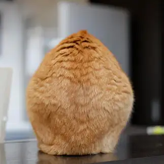 トッピングの煮卵すぎるネコ　　おげんちゃんさん