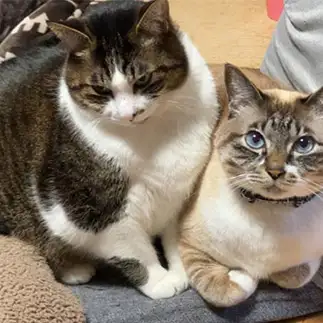 仲良しすぎるねこすぎるネコ　　ゆかりかーさんさん
