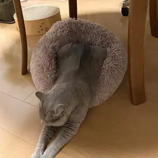 はみだしすぎるネコ　　ｆｋｆｋｎｙｎｙさん