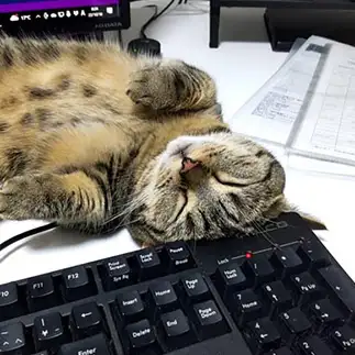 キーボードの枕が好きすぎるネコ　　ばばちゃんさん