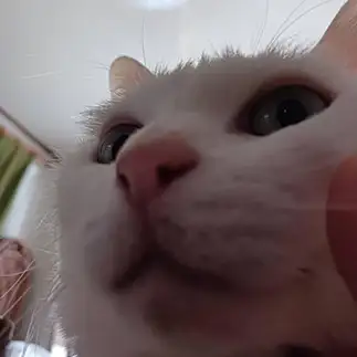 色白でまぶしすぎるネコ　　お眠りパンダさん