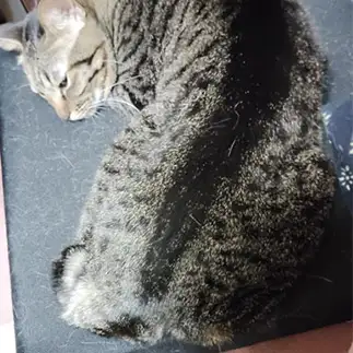 はてなマークすぎるネコ　　しゅんさん