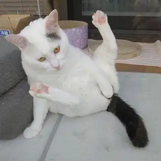 にゃんたまを隠しすぎるネコ　　豆大福さん