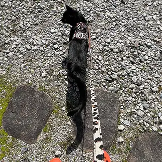 うなぎ猫すぎるネコ　　カーボンの母さん