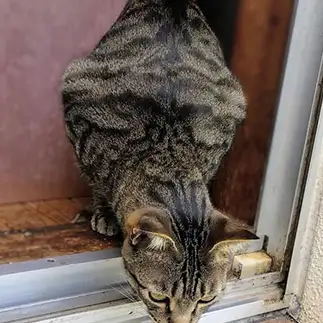 菱形すぎるネコ　　油猫丸さん