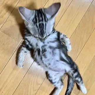 満腹すぎるネコ　　おとたんさん