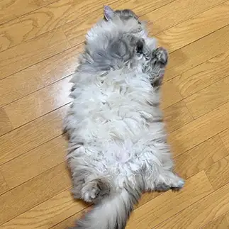タヌキすぎるネコ　　むたくんさん