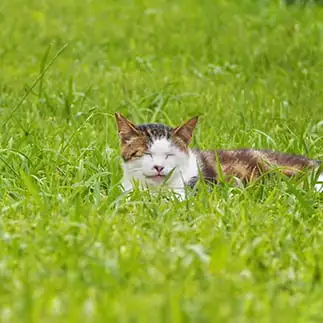 穏やかすぎるネコ　　ばんざいくまさん