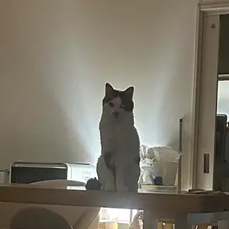神すぎるネコ　　シロさん