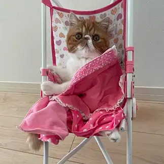 役になりきりすぎるネコ　　ぶーしゃんさん