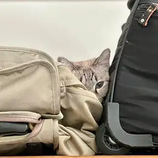 荷物に隠れすぎるネコ　　カジハラさん