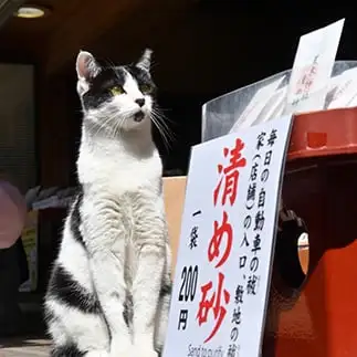 背筋がピンッ！すぎるネコ　　仙城 彩漓さん