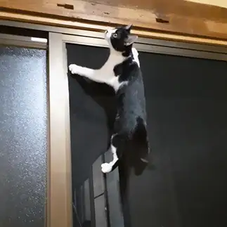 忍者すぎるネコ　　ちょこびさん