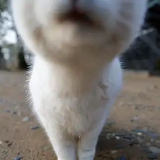 来てくれて嬉しいけど撮影するには近すぎるネコ　　おげんちゃんさん
