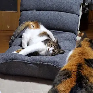 逆さますぎるネコ　　あゆにゃんこパーティーさん