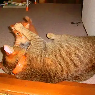 お釈迦様級に穏やかな大猫に挑むミニ孫悟空すぎるネコ　　島本陽子さん