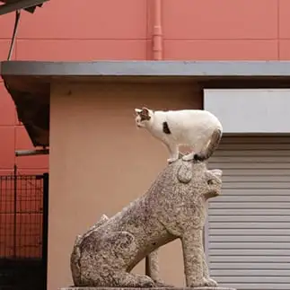 狛猫アピールをしすぎるネコ　　knk24sさん