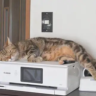 はみ出してないつもりすぎるネコ　　１号２号さん