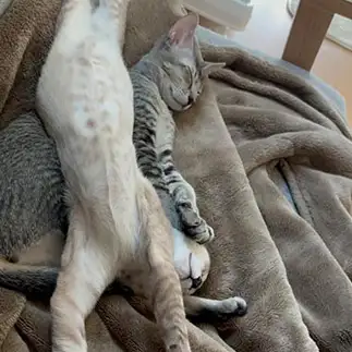 図々しすぎるネコ　　きるびすさん