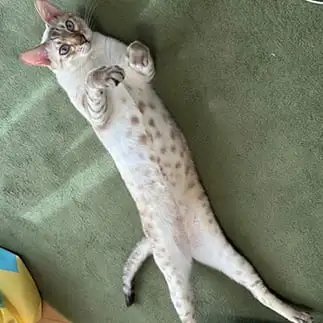 ながすぎるネコ　　ふぶきさん