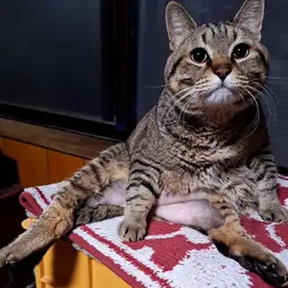 オッサンすぎるネコ　　ちょこびさん