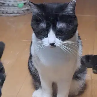 白眉すぎるネコ　　ちょこびさん