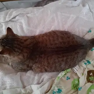 ツチノコすぎるネコ　　ちょこびさん