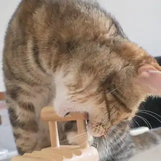 まず味を確認しすぎるネコ　　１号２号さん
