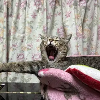 水平すぎるネコ　　ことみさん