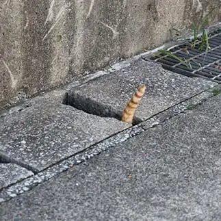 チンアナゴすぎるネコ　　おげんちゃんさん