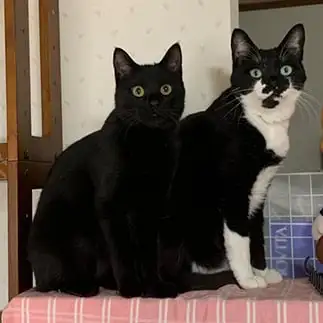 ゆーたいりだつ～（幽体離脱）すぎるネコ　　ぼんママさん