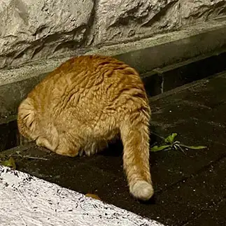フライドチキンすぎるネコ　　おすずさん