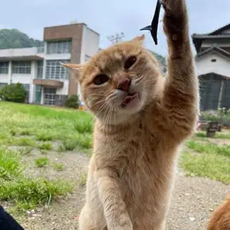 笑みが邪悪すぎるネコ　　ぴよえもんさん