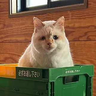 返却係の圧が強すぎるネコ　　にゃーさん