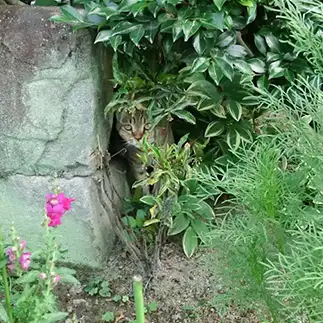 自己主張などもせず、控えめすぎるネコ　　島本陽子さん