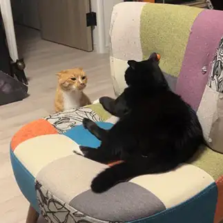 妹ねことケンカしてカワウソで対抗しすぎるネコ　　ｂａｎｍａｍｉさん