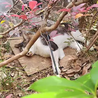 容疑猫っぽすぎるネコ　　竹さん