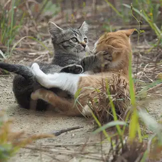 ちょっと見せてみ。角出てるでぇ。すぎるネコ　　黒猫カレンさん