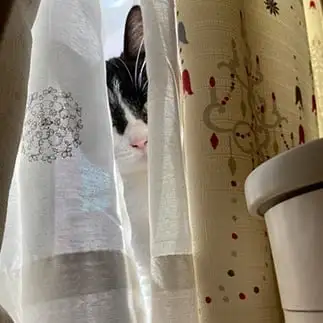 賢者すぎるネコ　　りかさん