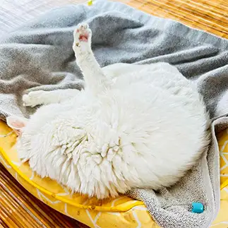 寝かたがなぞすぎるネコ　　なな塚さん