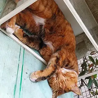 水槽が好きすぎるネコ　　つやハウスさん