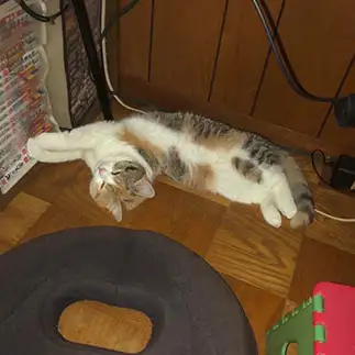 ねじりすぎるネコ　　ケロロさん
