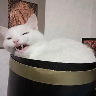 獣すぎるネコ　　トトさん