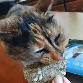 「薄焼いわし」大好きすぎるネコ　　プシーキャットさん